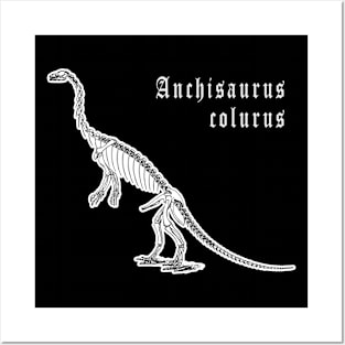 🦖 Fossil Skeleton of Anchisaurus colurus Dinosaur Species Posters and Art